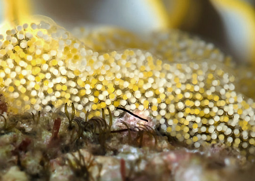 Ardeadoris tomsmithi: egg mass