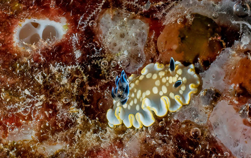 Ardeadoris tomsmithi: sponge structure