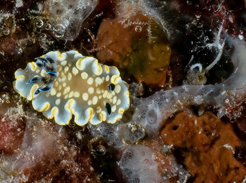 Ardeadoris tomsmithi: sponge structure, detail