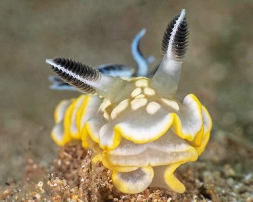 Ardeadoris tomsmithi: front & rhinophores