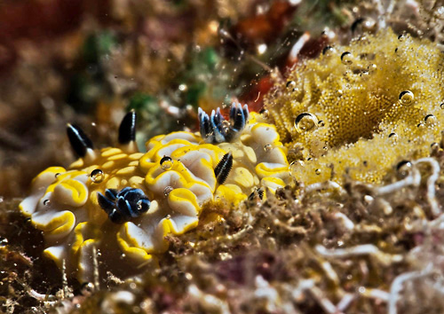 Ardeadoris tomsmithi: pair with egg mass