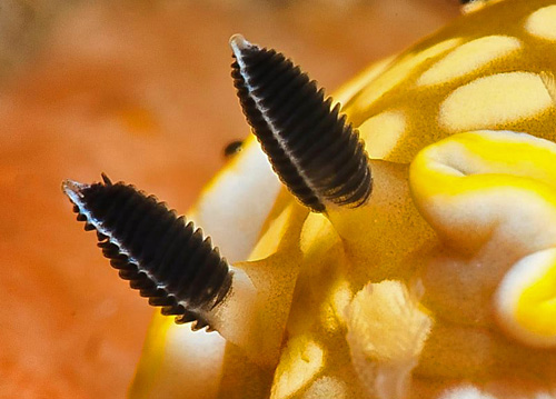 Ardeadoris tomsmithi: rhinophore detail