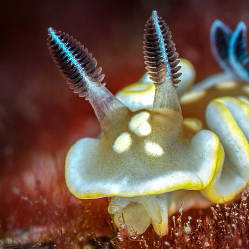 Ardeadoris tomsmithi: front & rhinophores