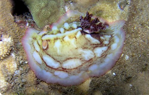 Asteronotus cespitosus: dark gills