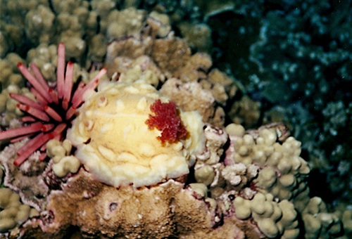 Asteronotus cespitosus: red gills