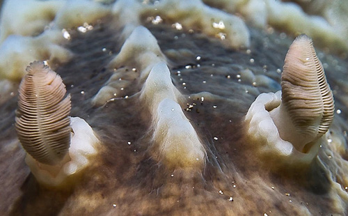 Asteronotus cespitosus: rhinophores