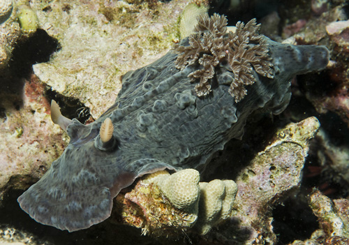 Asteronotus cespitosus: gray