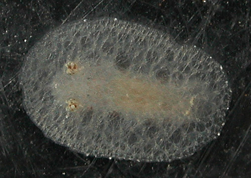 Atagema cf. osseosa: young, 2.9 mm