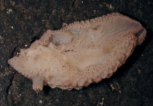 Atagema cf. osseosa: underside