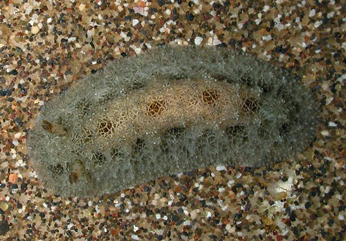 Atagema scabriuscula