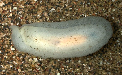 Atagema scabriuscula: underside