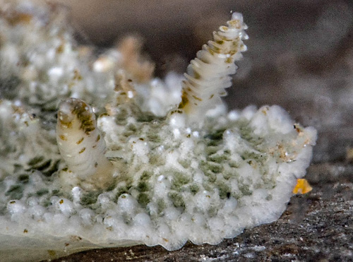 Atagema scabriuscula: rhinophores