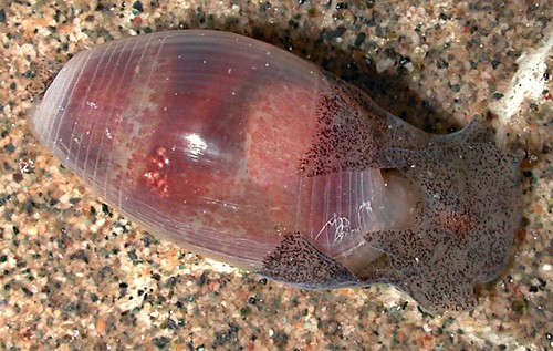 Atys semistriatus