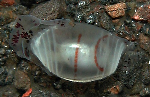 Atys semistriatus: young