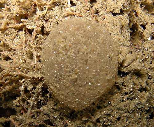 Atys semistriatus: egg mass