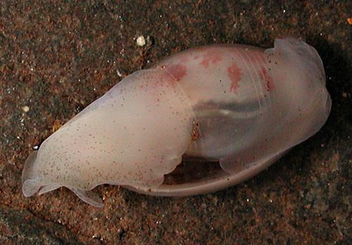 Atys semistriatus: underside