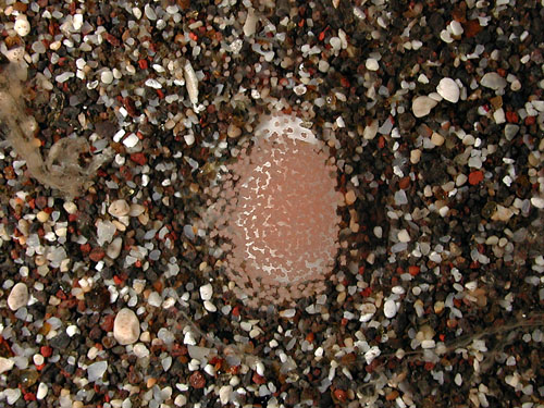 Atys semistriatus: egg mass in dish