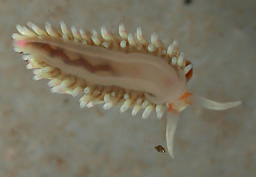 Babakina indopacifica: underside