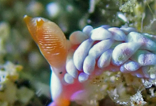 Babakina indopacifica: rhinophores, side