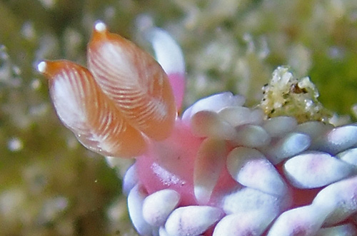 Babakina indopacifica: rhinophores, top