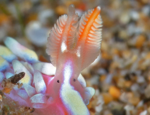 Babakina indopacifica: rhinophores, front