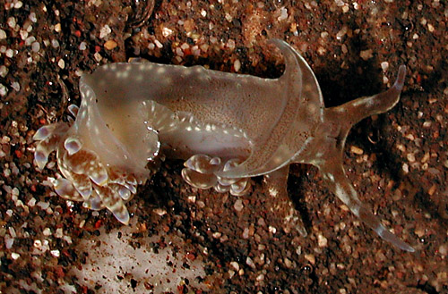 Baeolidia moebii: underside