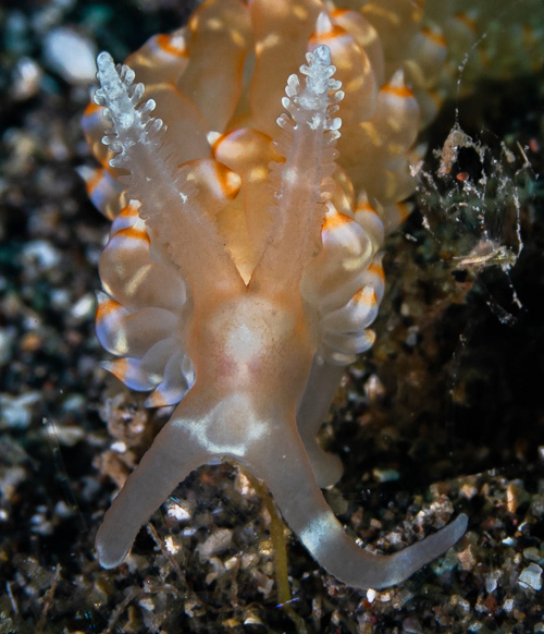 Baeolidia moebii: front, detail