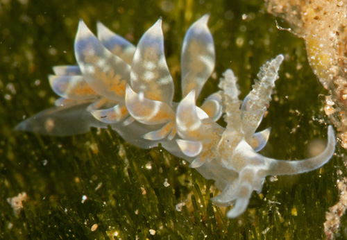 Baeolidia moebii: young, pale, about 4 mm