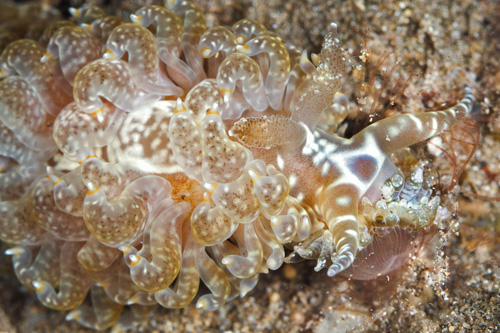 Baeolidia moebii: feeding, smaller anemone