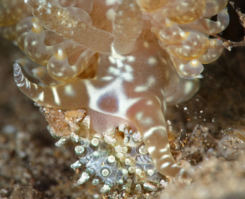 Baeolidia moebii: feeding, smaller anemone