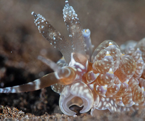 Baeolidia moebii: front, mouth