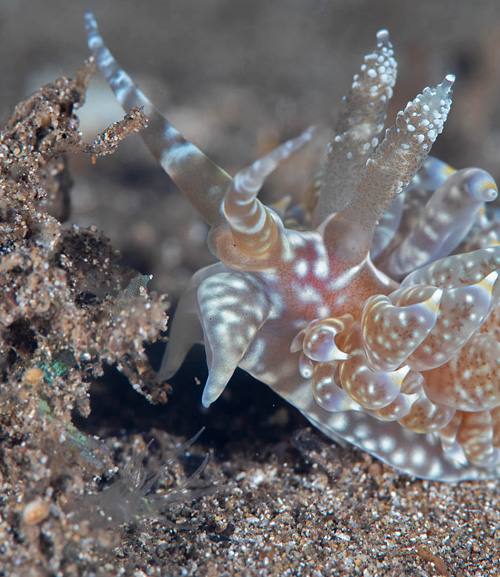 Baeolidia moebii: investigating other anemone