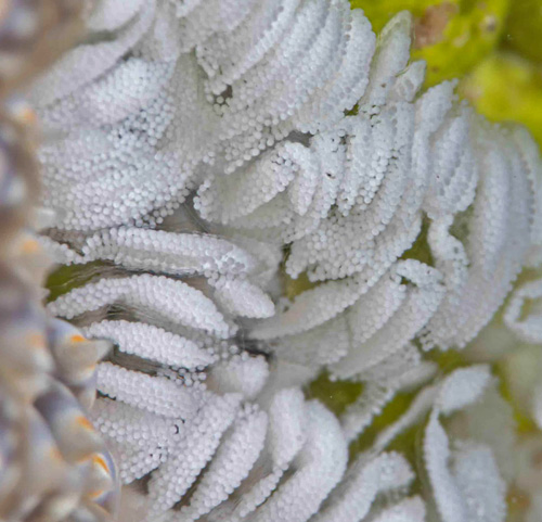 Baeolidia moebii: laying eggs, detail