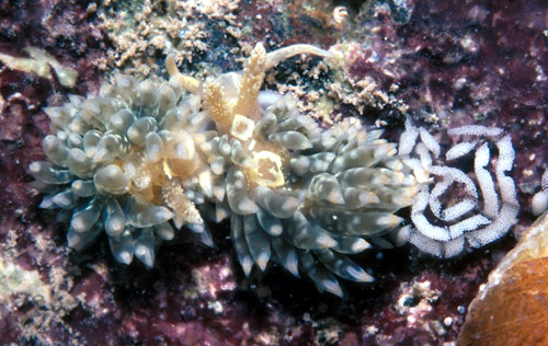 Baeolidia salaamica: pair with egg mass