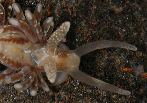 Baeolidia salaamica: extensive ramifications anterior to rhinophore base