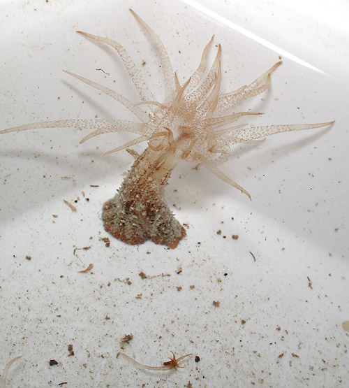 Baeolidia scottjohnsoni: food anemone in dish