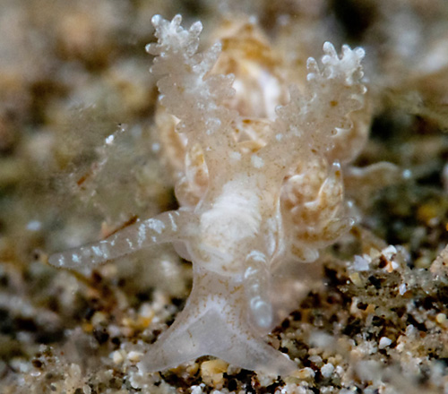 Baeolidia scottjohnsoni: rhinophores, pale