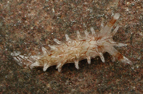 Bermudella pellucida: young