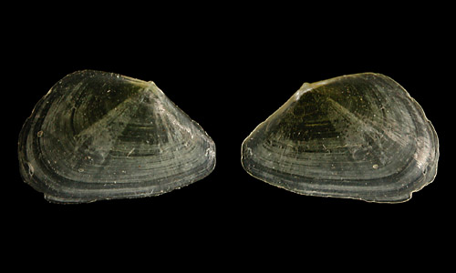 Berthelinia pseudochloris: shell