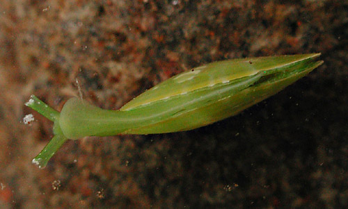 Berthelinia pseudochloris: underside