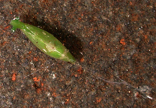 Berthelinia pseudochloris: secretion