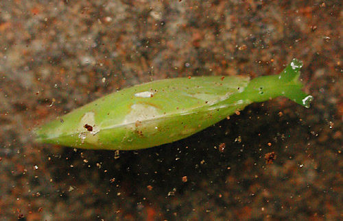 Berthelinia pseudochloris: top