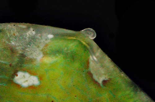 Berthelinia pseudochloris: protoconch