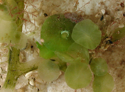 Berthelinia pseudochloris: feeding