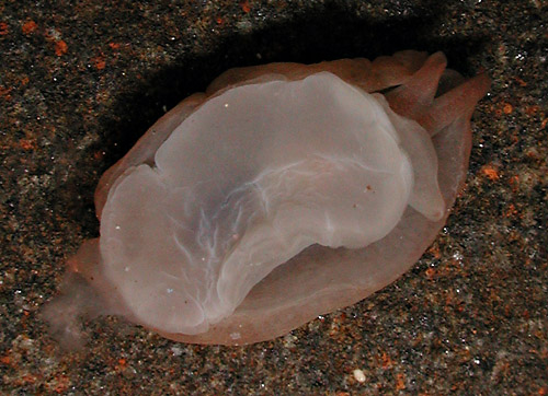 Berthella sp. #1: underside