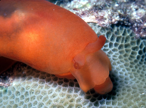 Berthellina delicata: feeding on Porites sp.