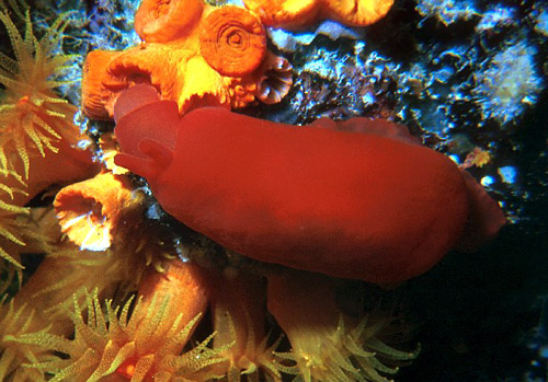 Berthellina delicata: feeding on Tubastraea coccinea