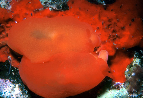 Berthellina delicata: feeding on sponge