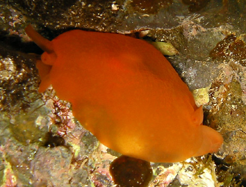 Berthellina delicata: solid orange