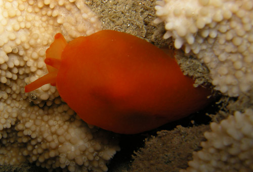 Berthellina delicata: feeding on Montipora capitata